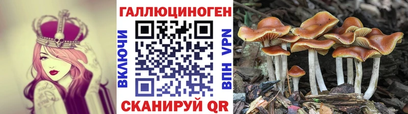 Купить где  Темников  Псилоцибиновые грибы Magic Shrooms 